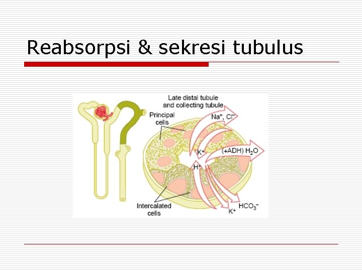 Reabsorpsi & sekresi tubulus 