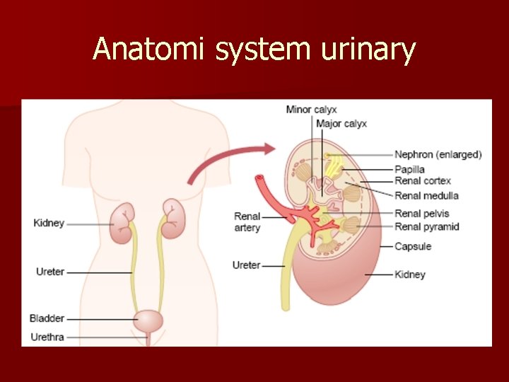 Anatomi system urinary 