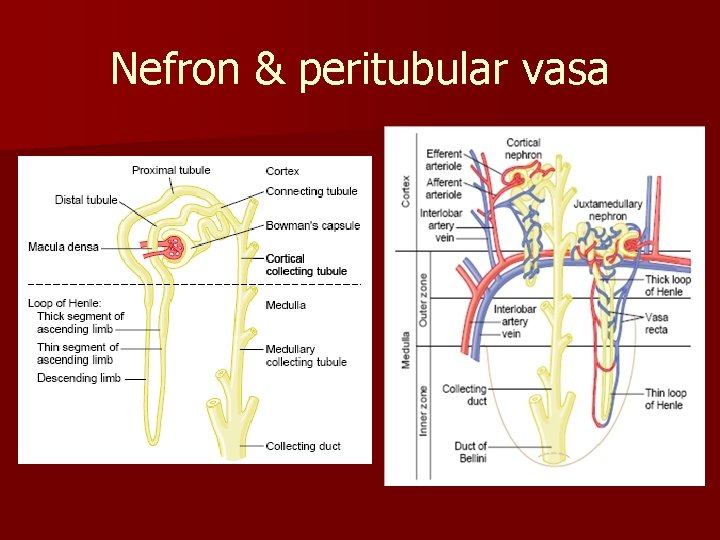 Nefron & peritubular vasa 