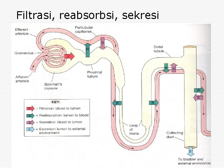 Filtrasi, reabsorbsi, sekresi 