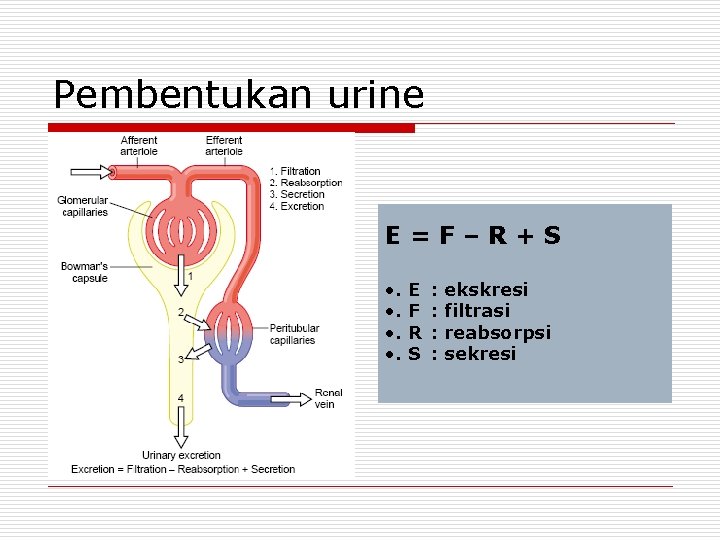 Pembentukan urine E=F–R+S • . E F R S : : ekskresi filtrasi reabsorpsi