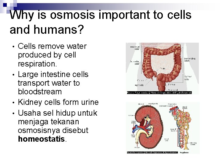 Why is osmosis important to cells and humans? • • Cells remove water produced