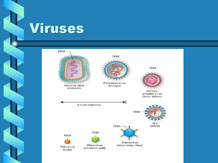 Viruses 