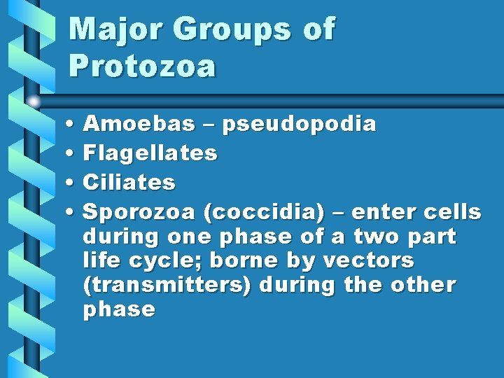 Major Groups of Protozoa • Amoebas – pseudopodia • Flagellates • Ciliates • Sporozoa
