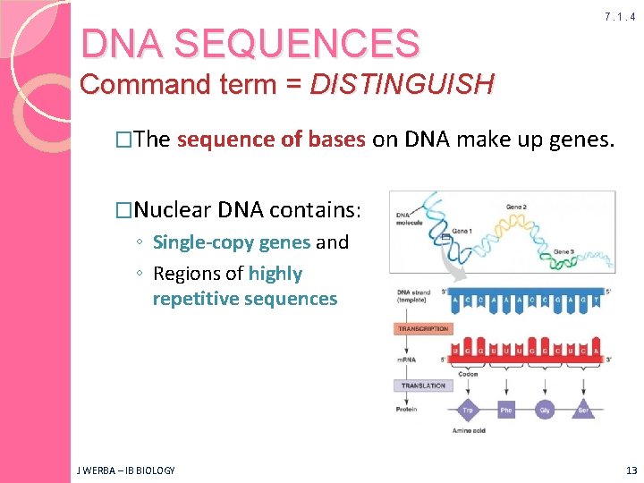 DNA SEQUENCES 7. 1. 4 Command term = DISTINGUISH �The sequence of bases on