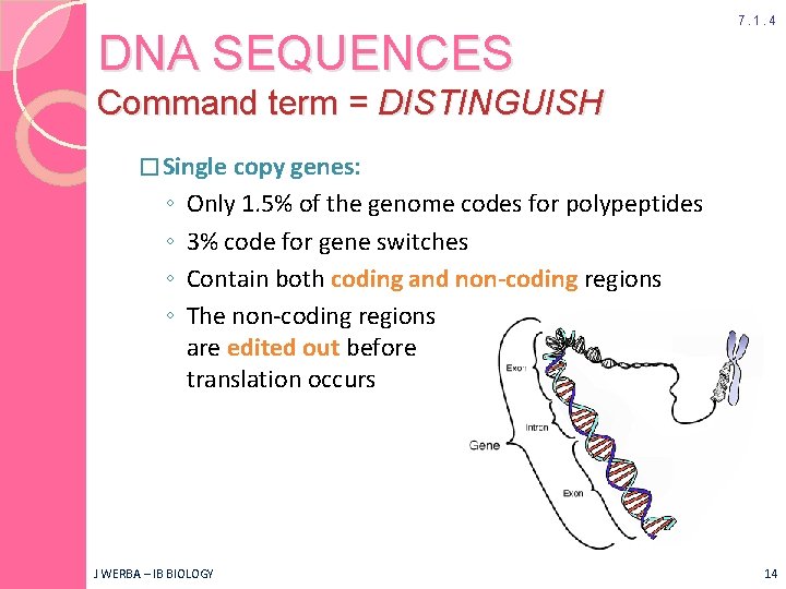 DNA SEQUENCES 7. 1. 4 Command term = DISTINGUISH � Single copy genes: ◦