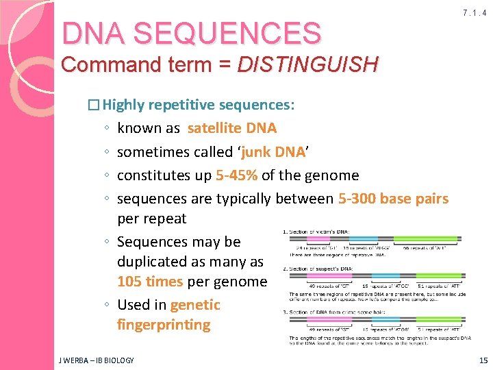 DNA SEQUENCES 7. 1. 4 Command term = DISTINGUISH � Highly repetitive sequences: ◦