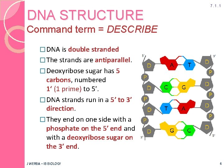 DNA STRUCTURE 7. 1. 1 Command term = DESCRIBE � DNA is double stranded