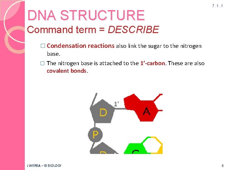 DNA STRUCTURE 7. 1. 1 Command term = DESCRIBE � Condensation reactions also link