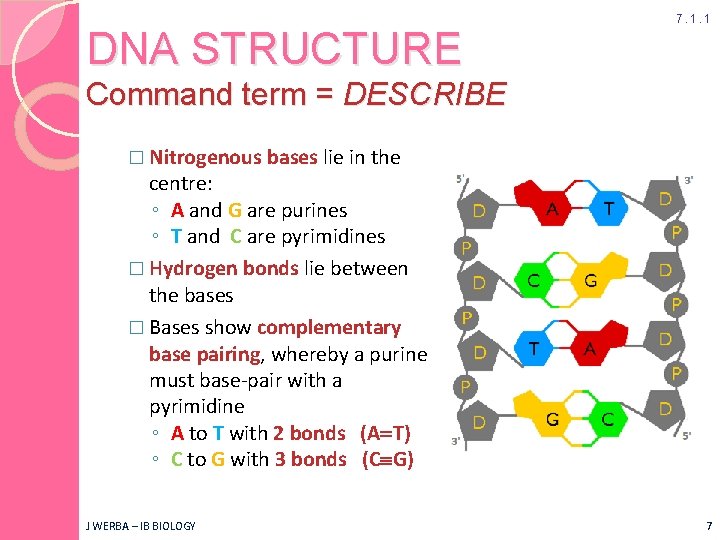 DNA STRUCTURE 7. 1. 1 Command term = DESCRIBE � Nitrogenous bases lie in
