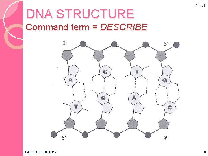 DNA STRUCTURE 7. 1. 1 Command term = DESCRIBE J WERBA – IB BIOLOGY