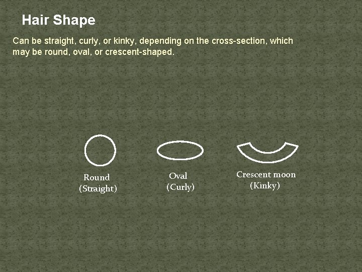 Hair Shape Can be straight, curly, or kinky, depending on the cross-section, which may