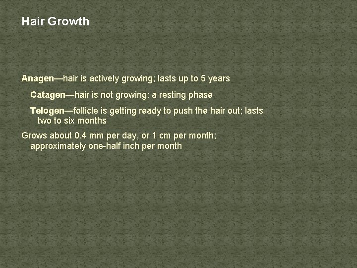Hair Growth Anagen—hair is actively growing; lasts up to 5 years Catagen—hair is not
