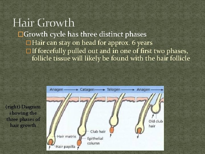 Hair Growth �Growth cycle has three distinct phases � Hair can stay on head