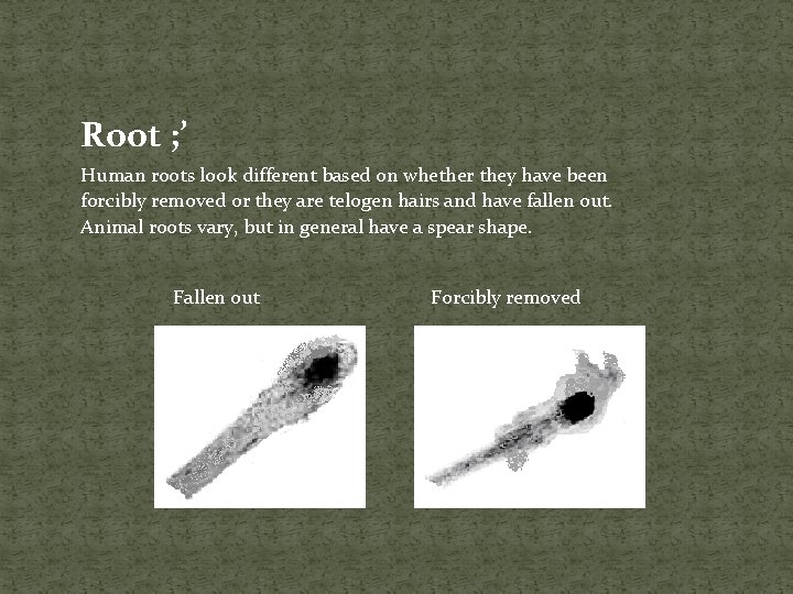 Root ; ’ Human roots look different based on whether they have been forcibly