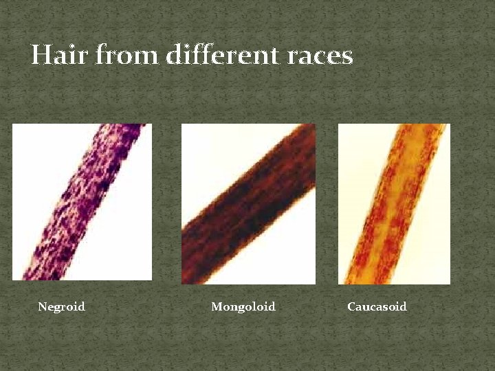 Hair from different races Negroid Mongoloid Caucasoid 