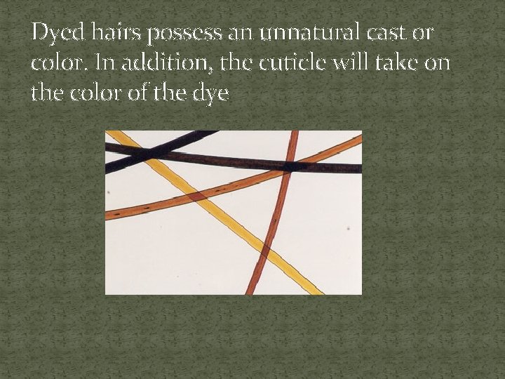 Dyed hairs possess an unnatural cast or color. In addition, the cuticle will take