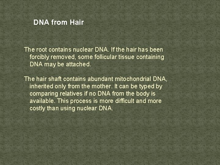 DNA from Hair The root contains nuclear DNA. If the hair has been forcibly