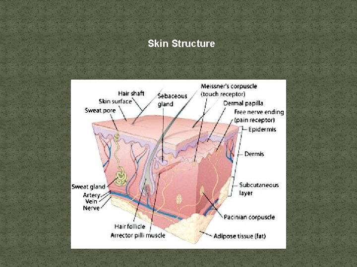 Skin Structure 