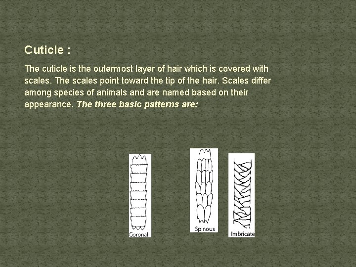 Cuticle : The cuticle is the outermost layer of hair which is covered with