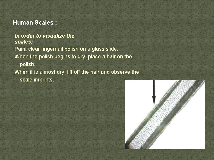 Human Scales ; In order to visualize the scales: Paint clear fingernail polish on