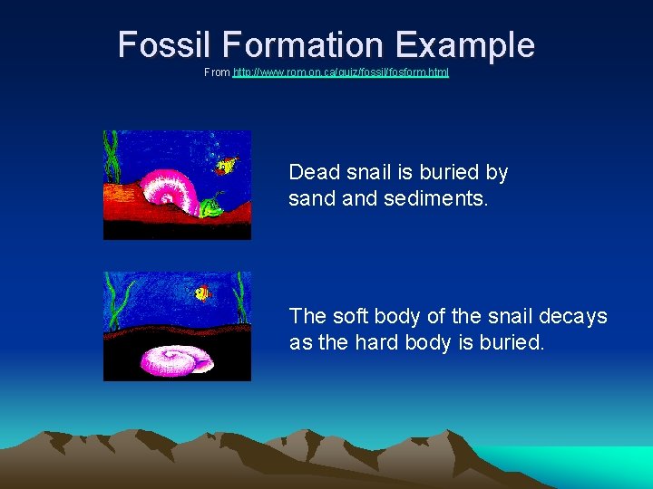 Fossil Formation Example From http: //www. rom. on. ca/quiz/fossil/fosform. html Dead snail is buried