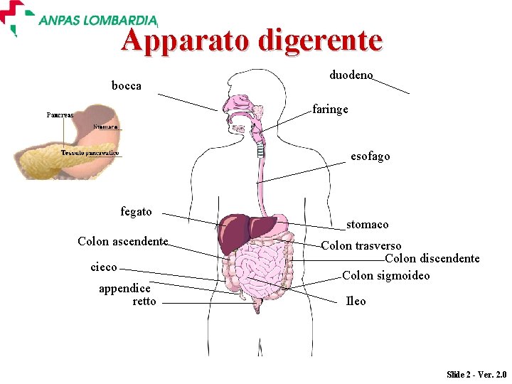Apparato digerente bocca duodeno faringe esofago fegato Colon ascendente cieco appendice retto stomaco Colon