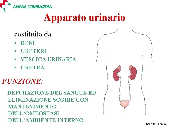 Apparato urinario costituito da • • RENI URETERI VESCICA URINARIA URETRA FUNZIONE: DEPURAZIONE DEL