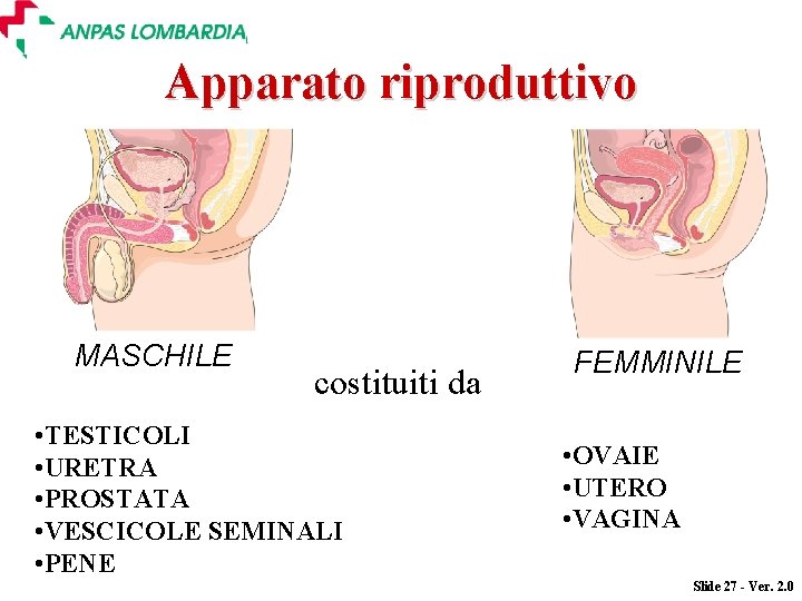 Apparato riproduttivo MASCHILE costituiti da • TESTICOLI • URETRA • PROSTATA • VESCICOLE SEMINALI