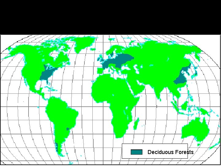 Deciduous Forests 