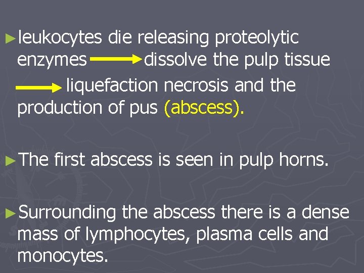 ►leukocytes die releasing proteolytic enzymes dissolve the pulp tissue liquefaction necrosis and the production