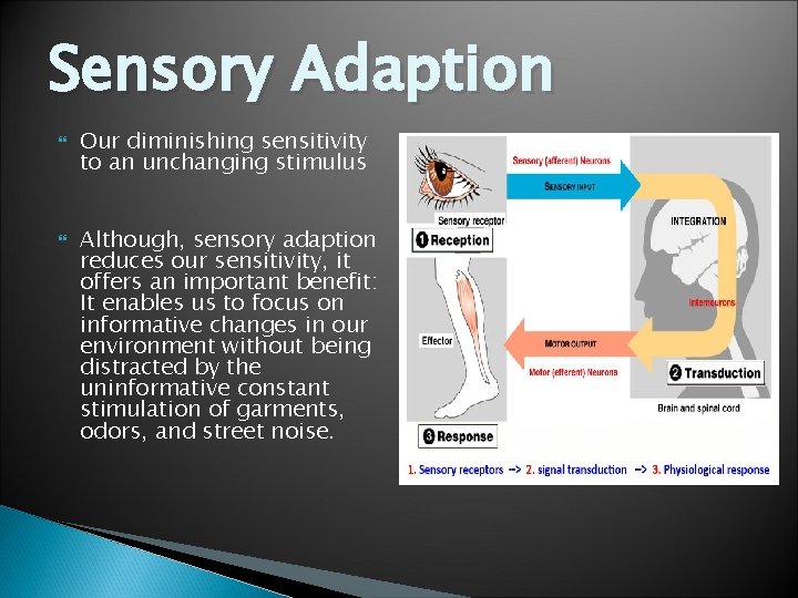 Sensory Adaption Our diminishing sensitivity to an unchanging stimulus Although, sensory adaption reduces our