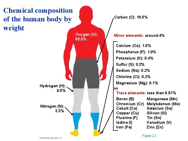 Chemical composition of the human body by weight Carbon (C): 18. 5% Oxygen (O):