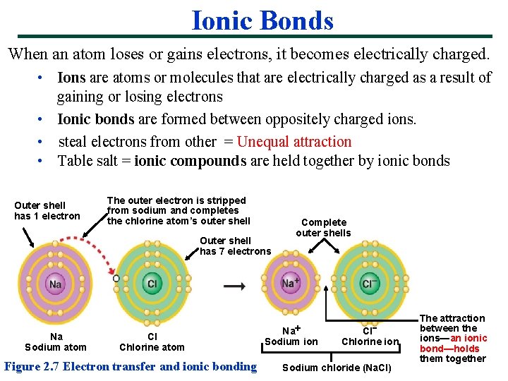 Ionic Bonds When an atom loses or gains electrons, it becomes electrically charged. •