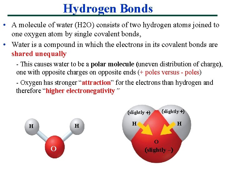 Hydrogen Bonds • A molecule of water (H 2 O) consists of two hydrogen