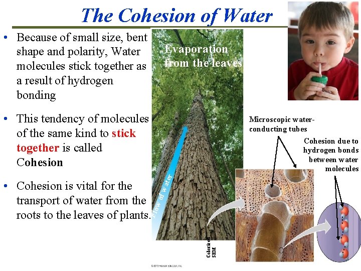The Cohesion of Water • Because of small size, bent shape and polarity, Water