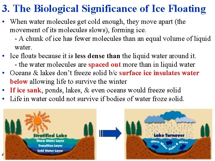 3. The Biological Significance of Ice Floating • When water molecules get cold enough,