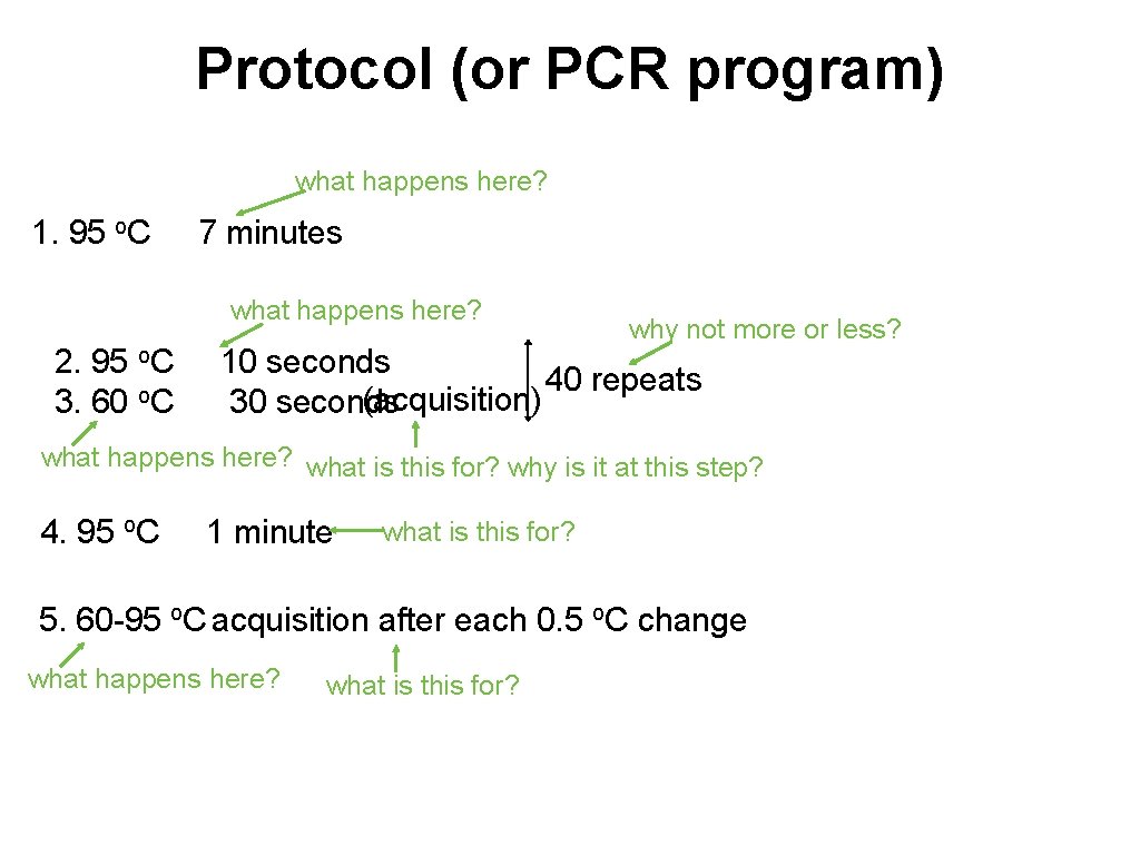 Protocol (or PCR program) what happens here? 1. 95 o. C 7 minutes what