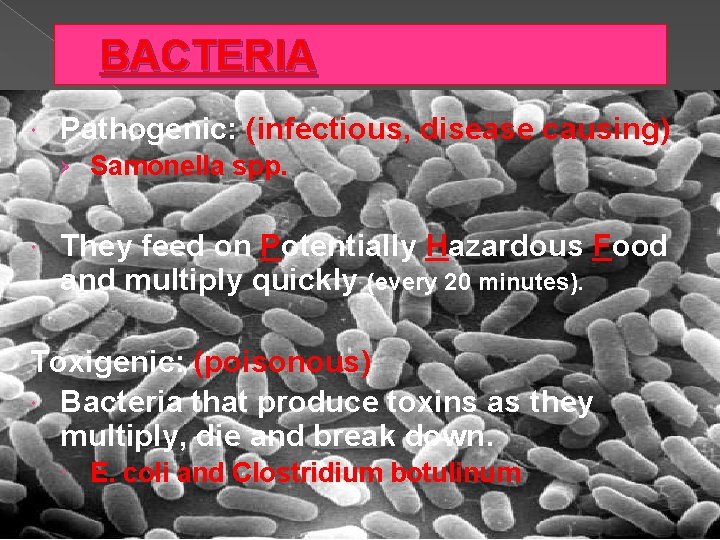 BACTERIA Pathogenic: (infectious, disease causing) › Samonella spp. They feed on Potentially Hazardous Food