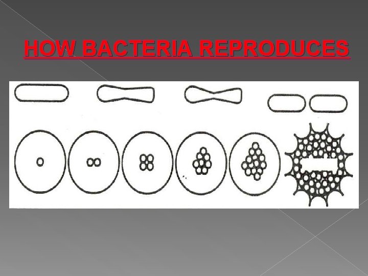 HOW BACTERIA REPRODUCES 