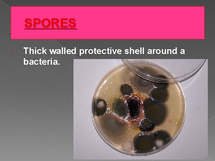 SPORES Thick walled protective shell around a bacteria. 
