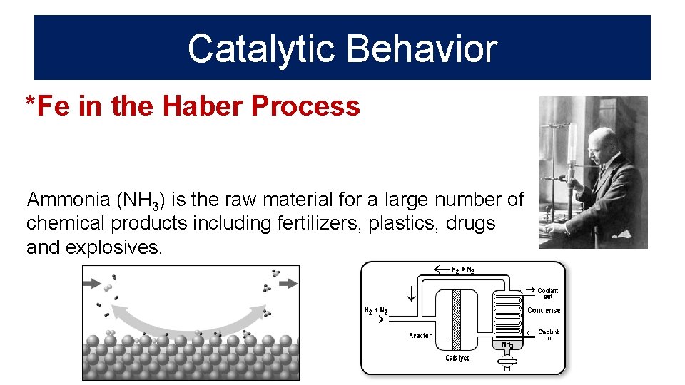 Catalytic Behavior *Fe in the Haber Process Ammonia (NH 3) is the raw material