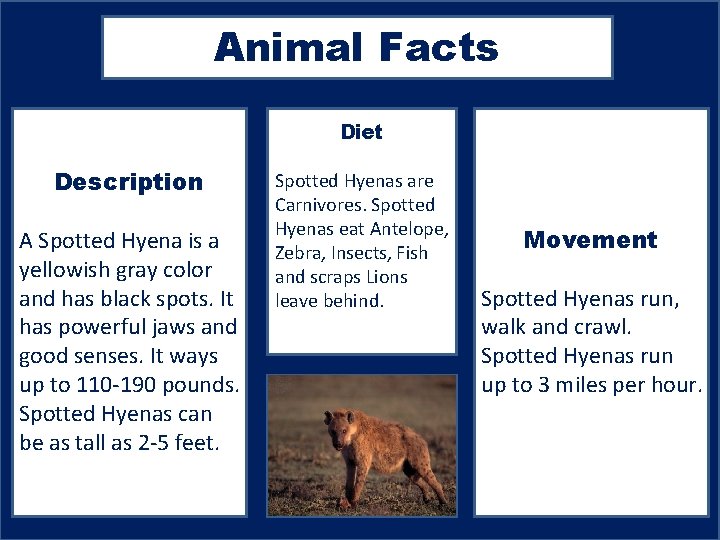 Animal Facts Diet Description A Spotted Hyena is a yellowish gray color and has