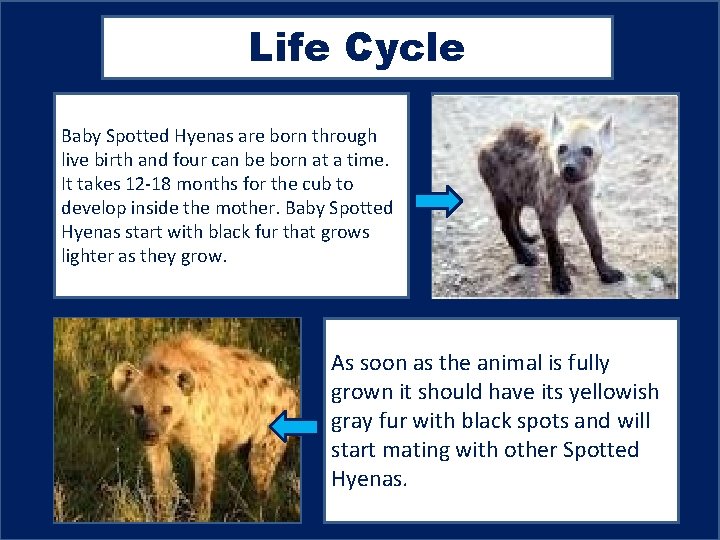 Life Cycle Baby Spotted Hyenas are born through live birth and four can be