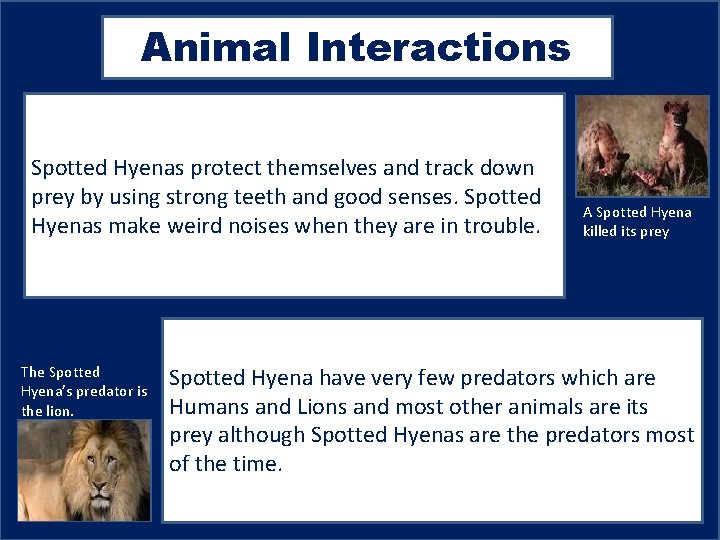 Animal Interactions Spotted Hyenas protect themselves and track down prey by using strong teeth