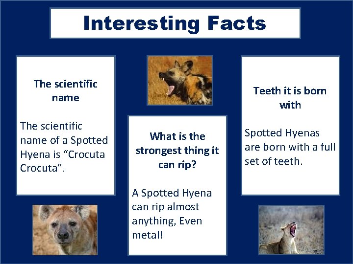 Interesting Facts The scientific name of a Spotted Hyena is “Crocuta”. A pic to