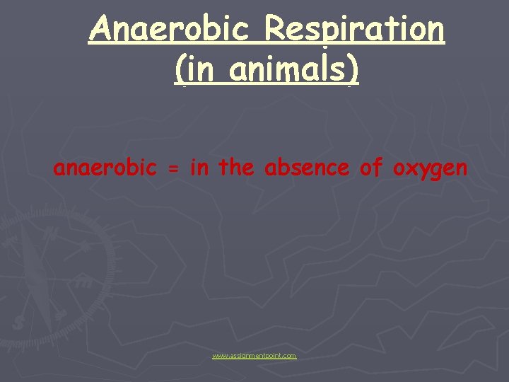 Anaerobic Respiration (in animals) anaerobic = in the absence of oxygen www. assignmentpoint. com