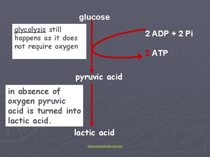 glucose glycolysis still happens as it does not require oxygen 2 ADP + 2