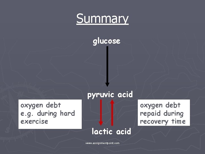 Summary glucose pyruvic acid oxygen debt e. g. during hard exercise lactic acid www.