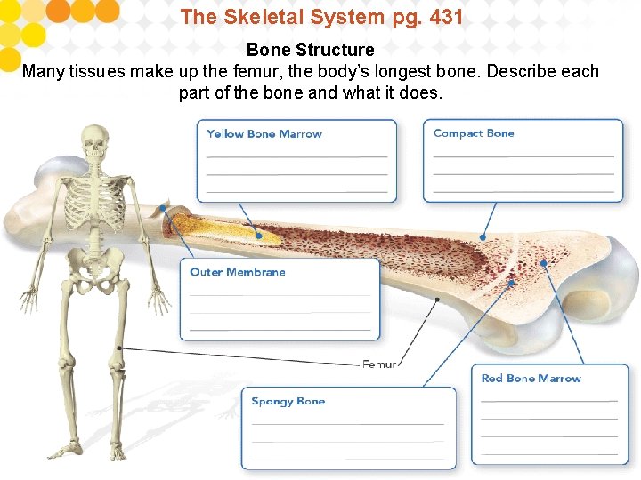 The Skeletal System pg. 431 Bone Structure Many tissues make up the femur, the